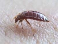 Les punaises de lit : prévention et traitement