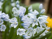 Les puschkinias du Liban : de jolies fleurs bleues