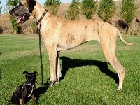 Les races de chiens : présentation et classement