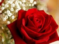 Les roses, cadeau incontournable de la Saint-Valentin