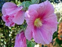 Les roses trémières : une belle floraison estivale