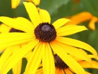 Les rudbeckias : de jolies vivaces au jardin