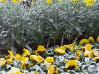 Les Saints de glace : dates et origines de cette croyance