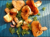 Les sanguins à l'huile : une recette de champignons