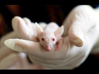 Les scientifiques découvrent un centre cérébral qui arrête profondément la douleur