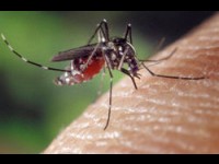 Les solutions anti moustique