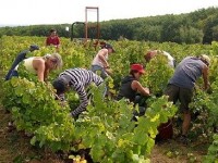 Les vendanges : un job saisonnier intéressant