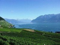 Les vignobles de Lavaux : un site exceptionnel