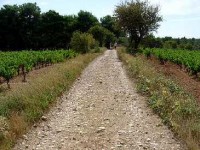 Les vignobles du Val d'Hérault : un circuit de Pézenas à Caux