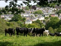 Les villes en transition : des initiatives originales