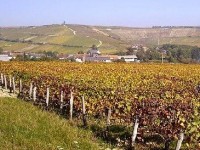 Les vins de Loire : présentation et caractéristiques
