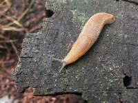 Limaces au jardin : quelles solutions ?