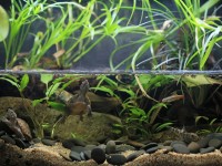 Loisirs : créer un paludarium en 5 questions