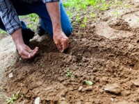 Loisirs : pourquoi jardiner ?