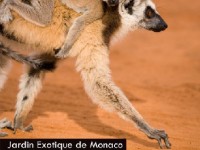 Madagascar grandeur nature au Jardin exotique de Monaco