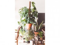 Maison : 5 conseils pour créer une déco tropicale