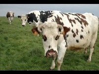 Maladie de Creutzfeld-Jakob : nouveau cas en France 