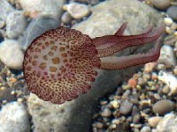 MedAzur : un système d'alerte aux méduses sur les plages azuréennes