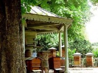 Mettre une ruche sur son balcon : guide pratique