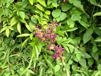 Millettia japonica satsuma : découvrir la glycine d'été en 5 questions