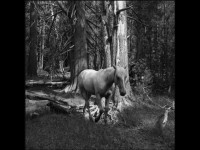 Mimi Plumb : la photographe qui murmure à l'oreille des chevaux