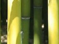 Mobilier en bambou : un matériau élégant et écologique