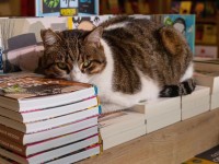 Mon Chat Pitre : une ronron librairie à Aix-en-Provence
