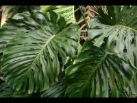 Monstera deliciosa : 5 choses à savoir sur cette plante décorative