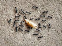 Mouches, mites, fourmis : des solutions naturelles contre les insectes
