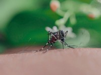 Moustiques : bientôt un répulsif révolutionnaire pour éviter les piqûres