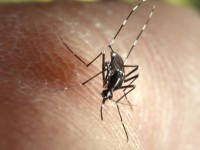 Moustiques : pourquoi s'acharnent-ils sur vous ?