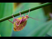 Natura Maxima : une expo photo au Jardin des Plantes
