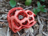 Nature : 5 champignons effrayants