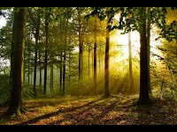 Nature : 5 faits insolites sur les arbres