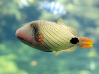 Nausicaa : le centre national de la mer à Boulogne-sur-Mer