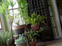 Nettoyer ses plantes vertes : mode d'emploi