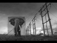 Nick Brandt, Inherit the dust : une exposition à la A. Galerie