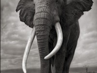 Nick Brandt expose un monde en voie de disparition à la A.Galerie