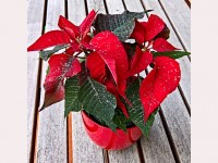 Noël : 5 plantes à offrir pour les fêtes
