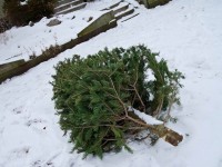 Noël : comment recycler son sapin après les fêtes ?