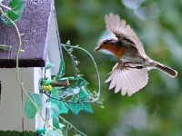 Nourrir les oiseaux en hiver : mode d'emploi