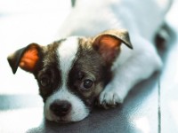 Quelle proportion de féculents doit contenir la gamelle d'un chat ?