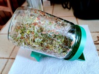 Nutrition : 5 choses à savoir sur les graines germées