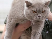 Obésité du chat et du chien : symptômes et solutions