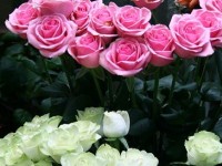 Offrir des roses : mode d'emploi