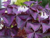 Oxalis pourpre : tout savoir sur le faux trèfle en 5 questions