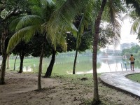 Palmier, cocotier ou dattier : comment les reconnaître ?