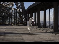 Paola Pivi, Yee-Haw : une exposition étonnante à la Galerie Perrotin