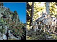 Parc Alpha et Jardin exotique de Monaco : deux visites à prix réduit