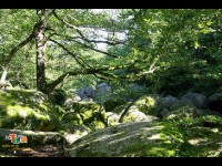 Parc naturel régional du Haut-Languedoc